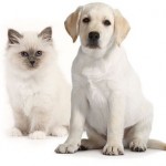 Royal canin starter kits