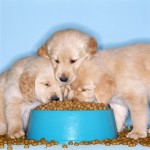 week-supply-pet-food