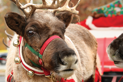 reindeer