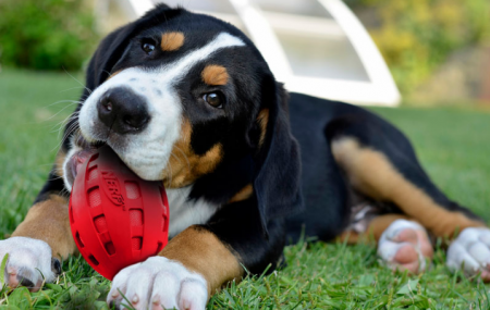 nerf-dog-toys1